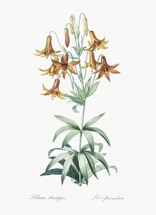 Lilium Penduliflorum Pierre Joseph Redouté