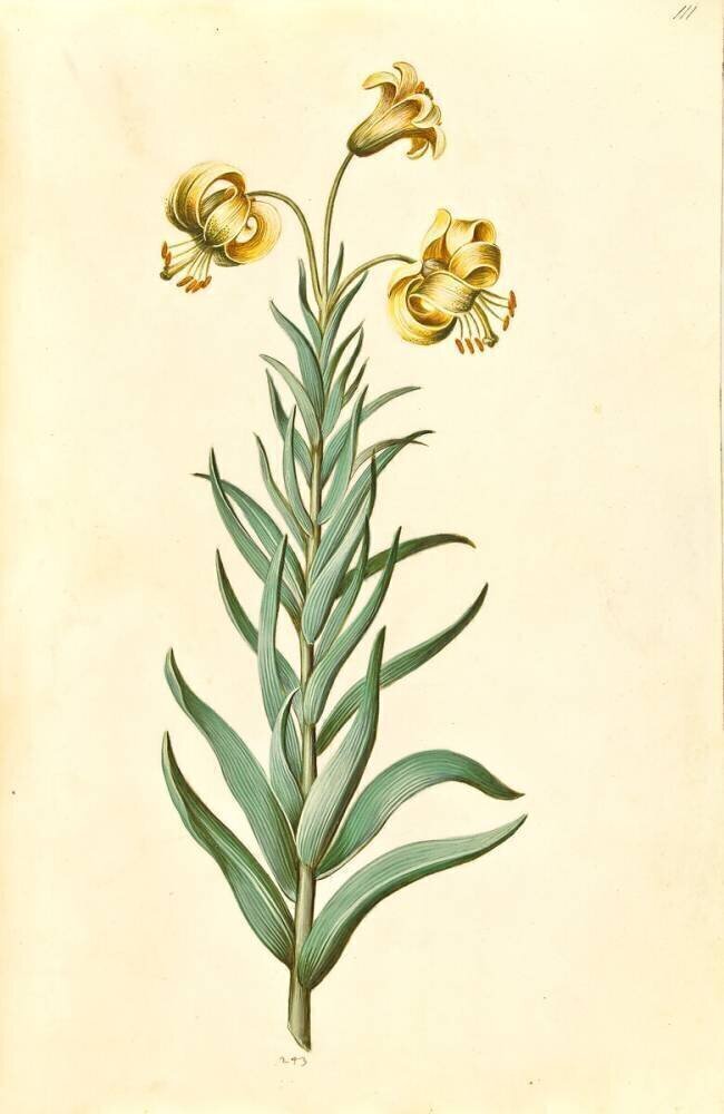 Lilium Pyrenaicum Hans Simon Holtzbecker