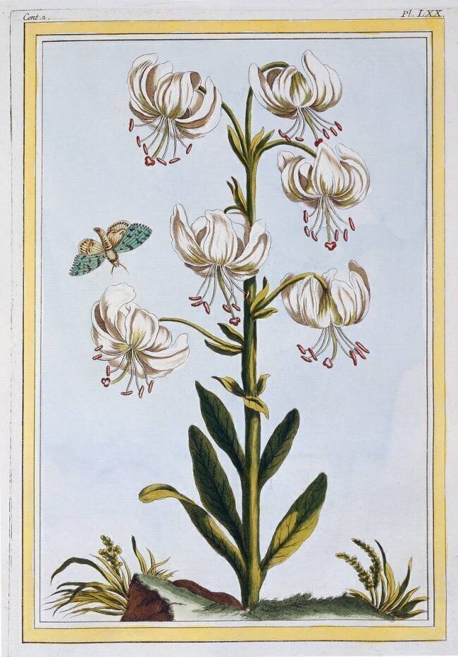 Lilium superbum Pierre-Joseph Buchoz