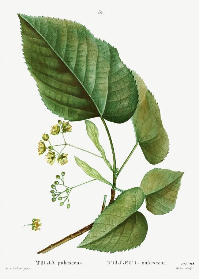 Lime tree Pierre Joseph Redouté