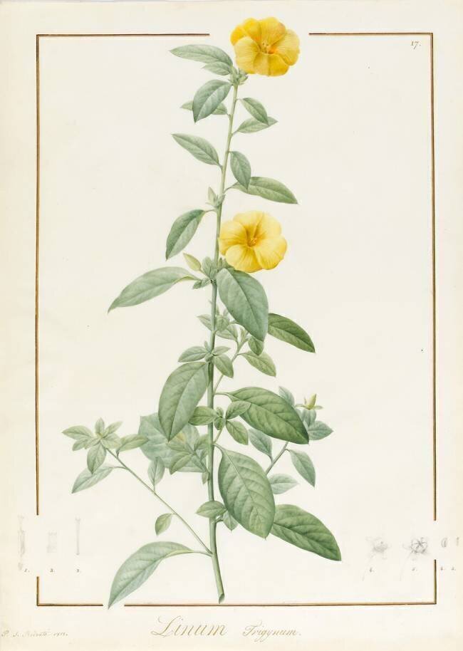 Linum Trigynum Pierre Joseph Redouté