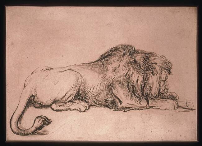 Lion couché rongeant un os Rembrandt