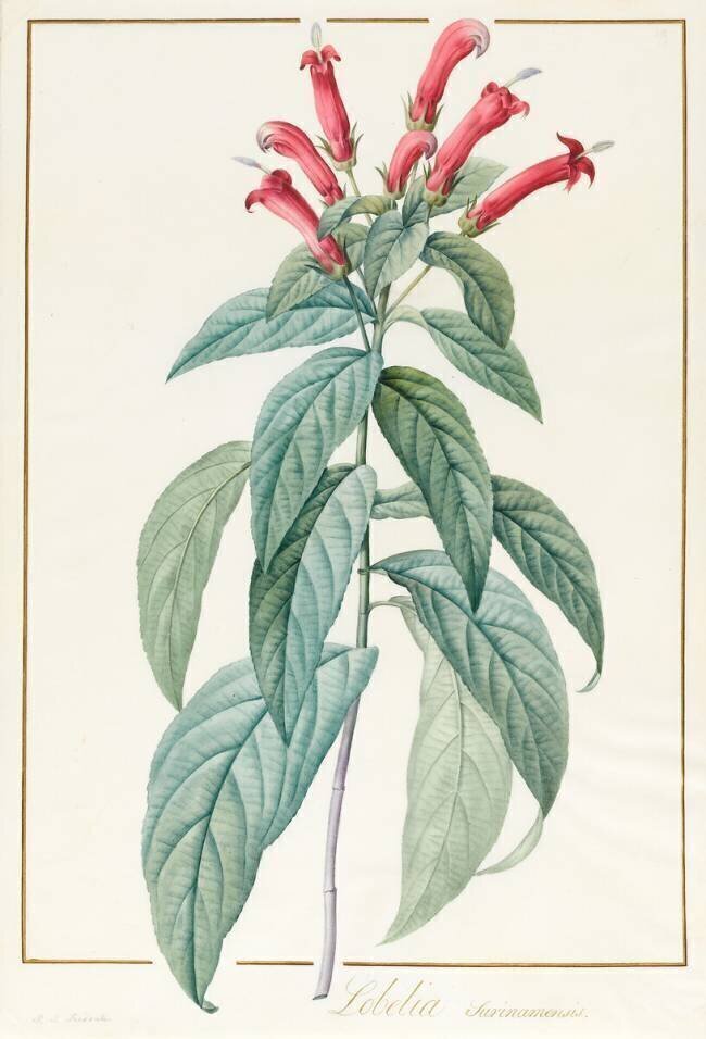 Lobelia Surinamensis Pierre Joseph Redouté