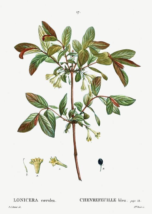 Lonicera Pierre Joseph Redouté
