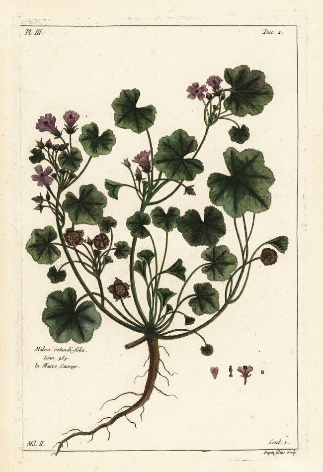 Low mallow or round-leaved mallow Dupin