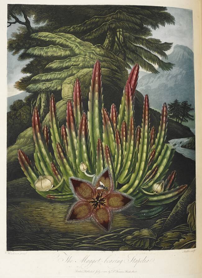 Maggot-bearing Stapelia Robert John Thornton