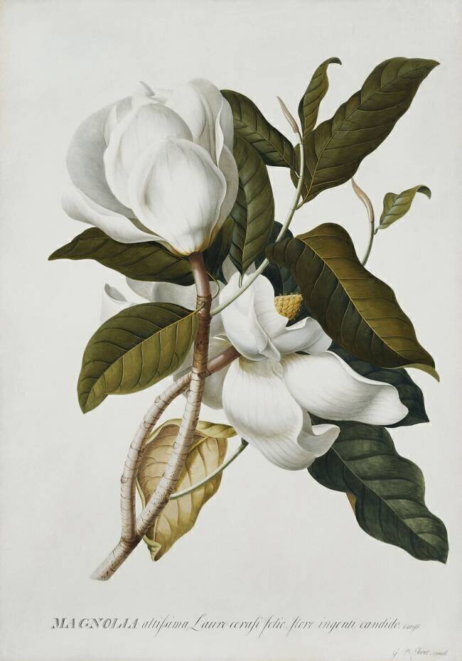 Magnolia Georg Dionysius Ehret