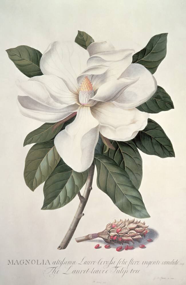Magnolia Georg Dionysius Ehret
