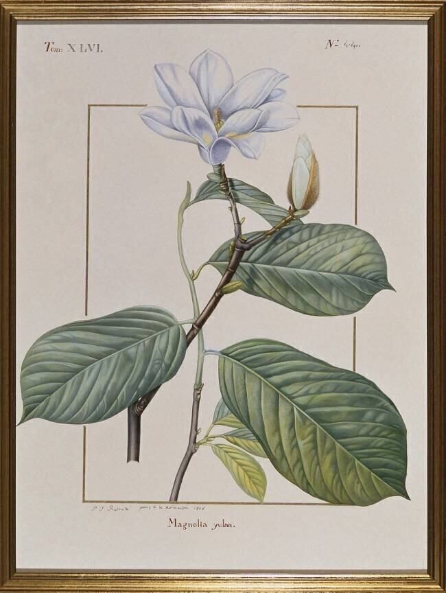 Magnolia Yulan Gaëtan du Châtenet