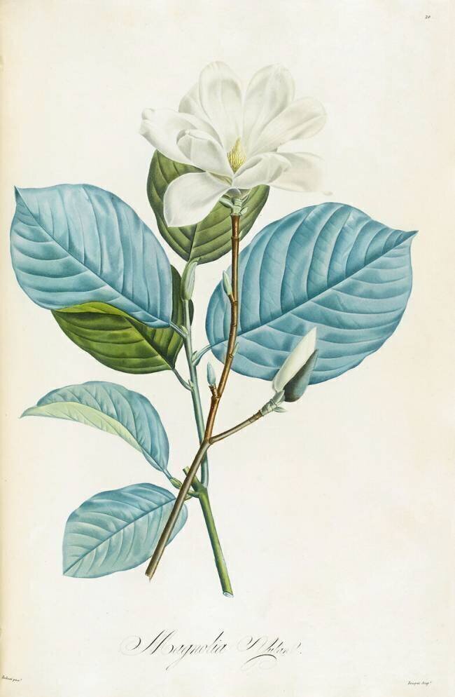 Magnolia yulan Pierre Joseph Redouté