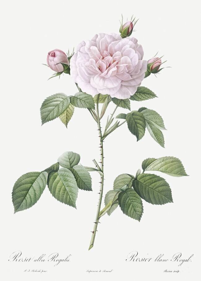 Maiden's pink blush Pierre Joseph Redouté
