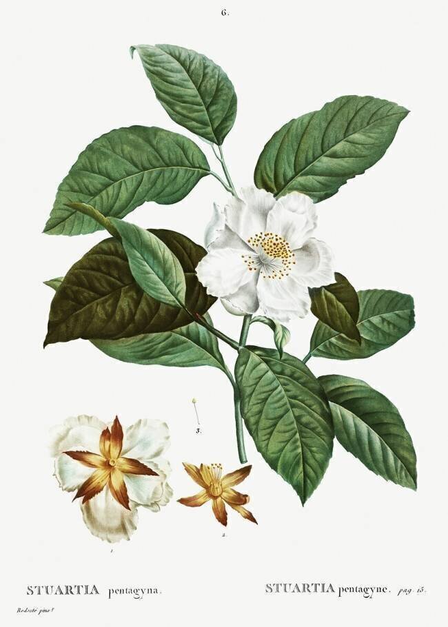 Malachodendron pentagynum Pierre Joseph Redouté