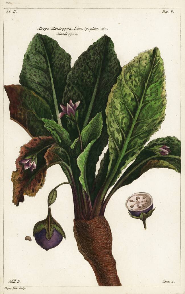 Mandragora officinarum Dupin