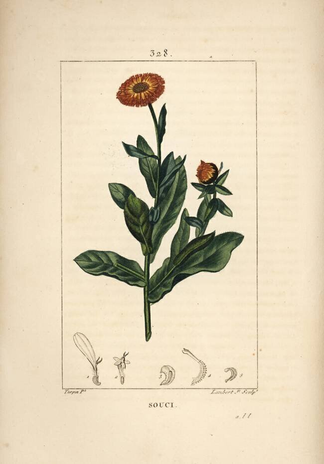 Marigold Pierre Jean Francois Turpin