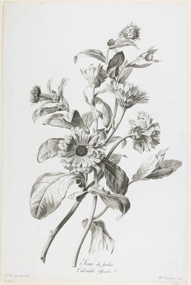 Marigold of the Gardens Gérard van Spaendonck