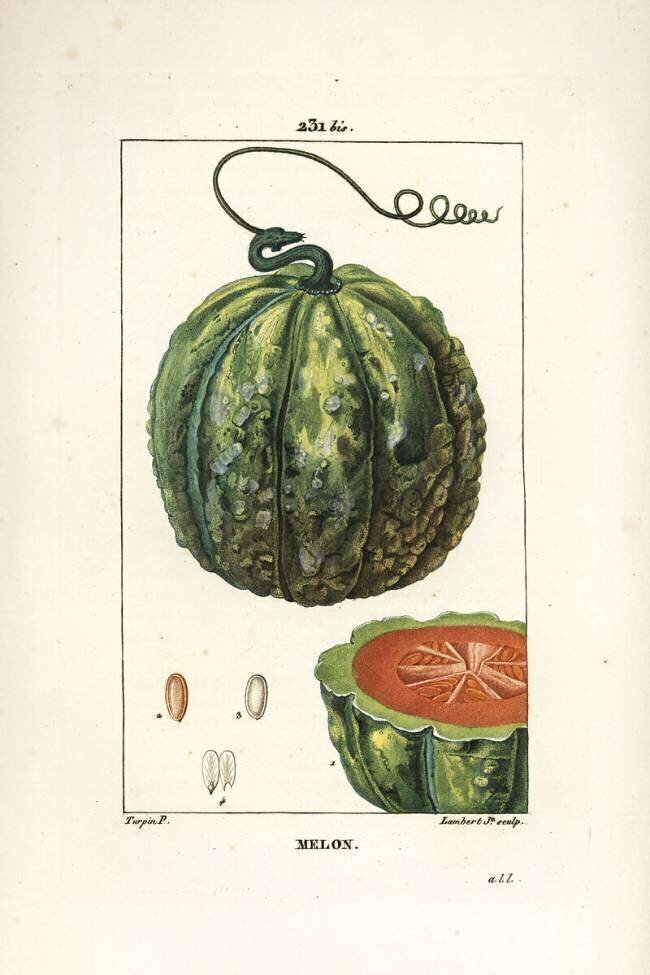 Melon Pierre Jean Francois Turpin