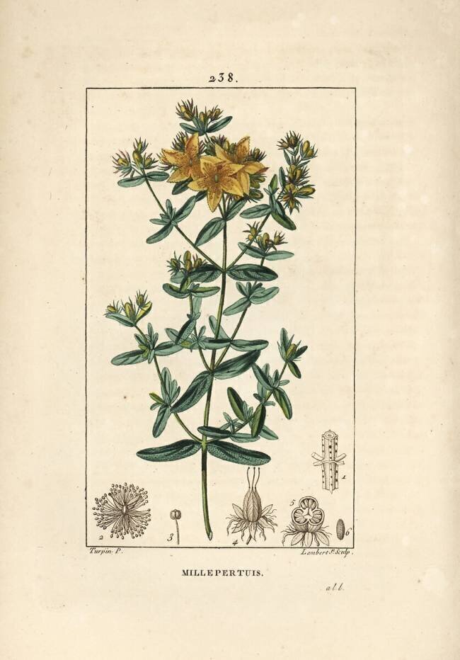 Millepertuis Pierre Jean Francois Turpin