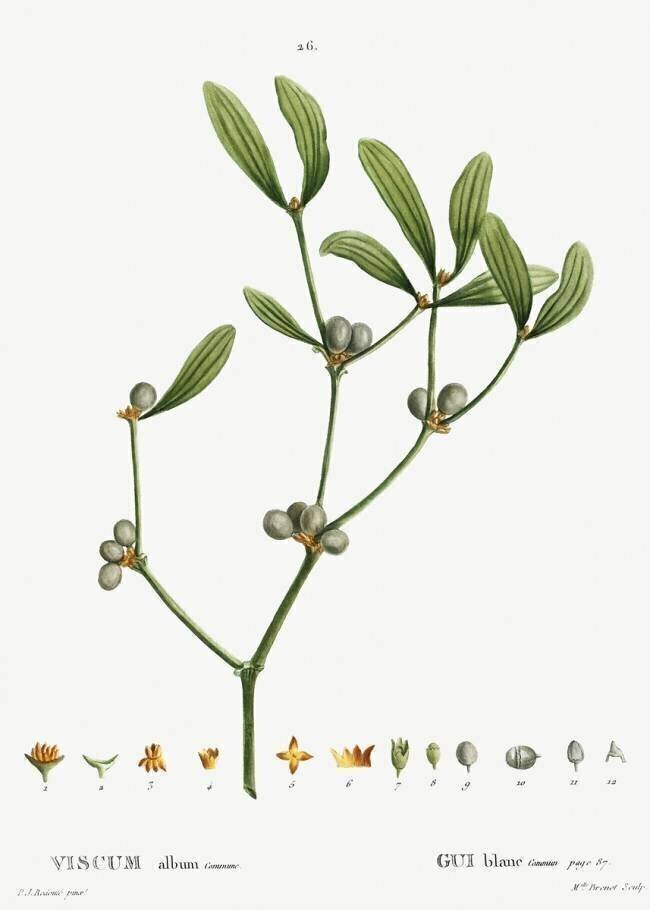 Mistletoe Pierre Joseph Redouté