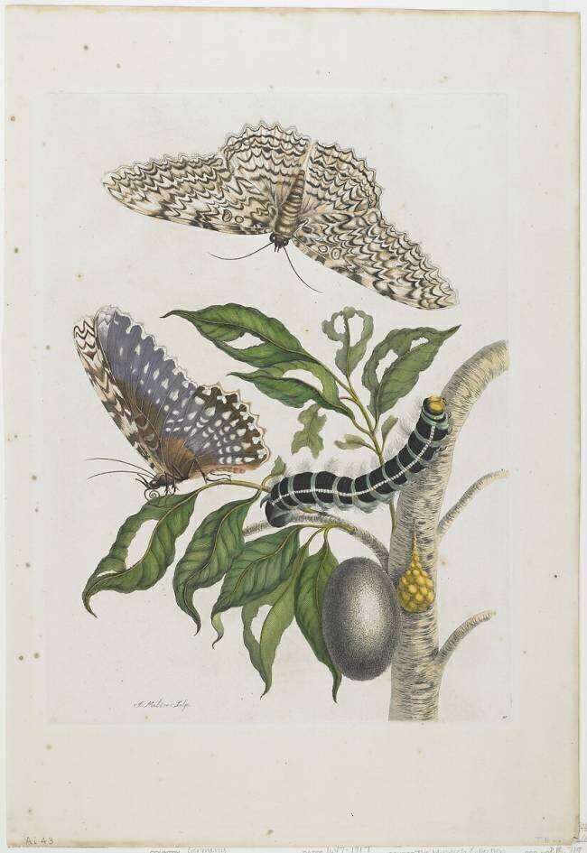 Moths Maria Sibylla Graff Merian
