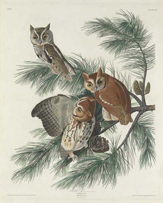 Mottled Owl John James Audubon