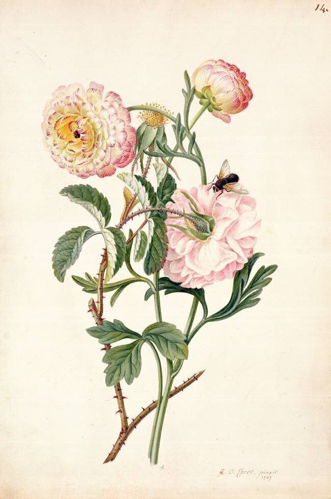 Musk Rose and Anemone Georg Dionysius Ehret