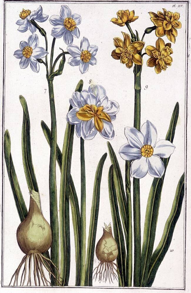 Narcisse - in “” Histoire générale des insects de Surinam et de toute l'Europe”” by Maria Sibylla de Merian Maria Sibylla Graff Merian