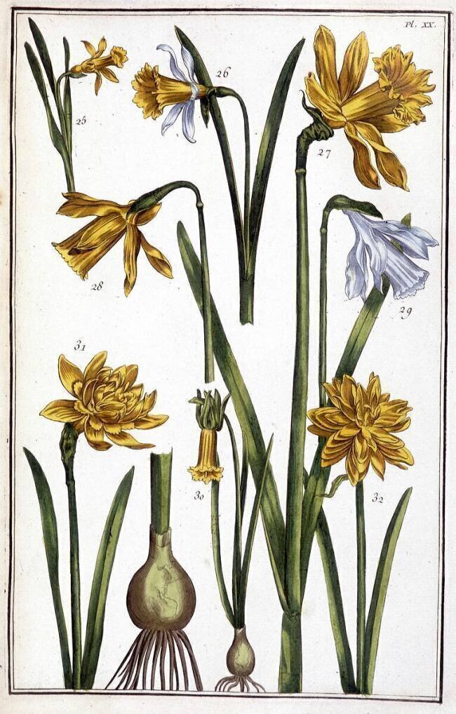 Narcisse d'Espagne  Maria Sibylla Graff Merian