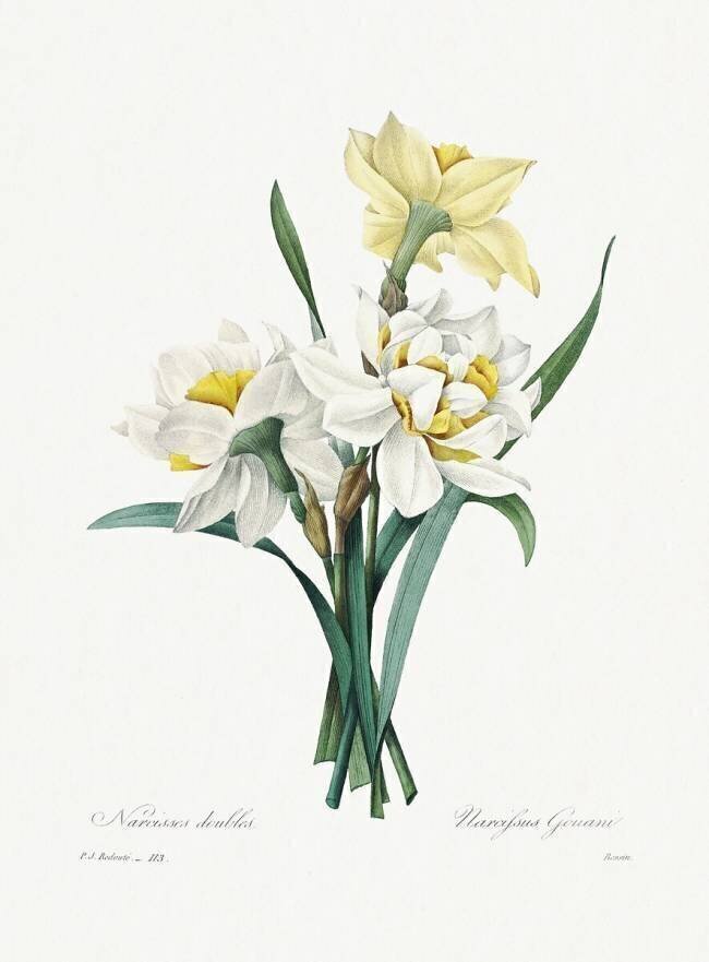 Narcissus gouani Pierre Joseph Redouté