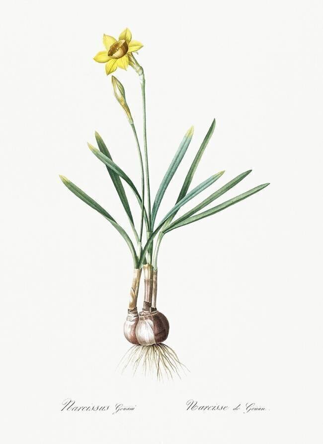 Narcissus Gouani Pierre Joseph Redouté