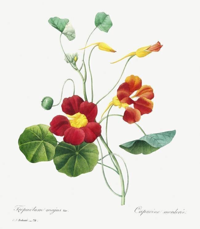 Nasturtium Pierre Joseph Redouté