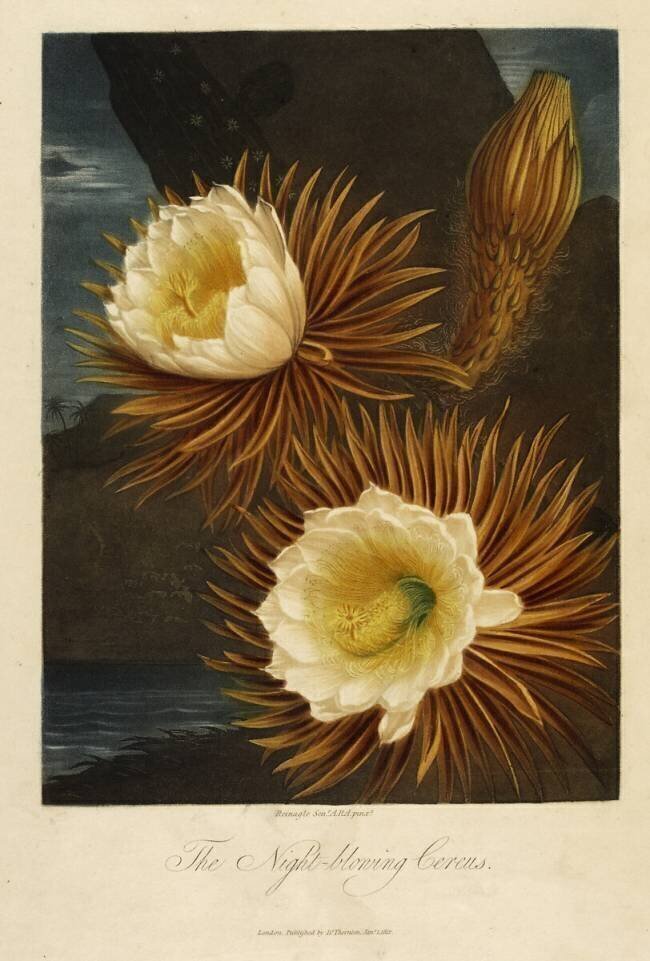 Night-blowing Cereus Robert John Thornton