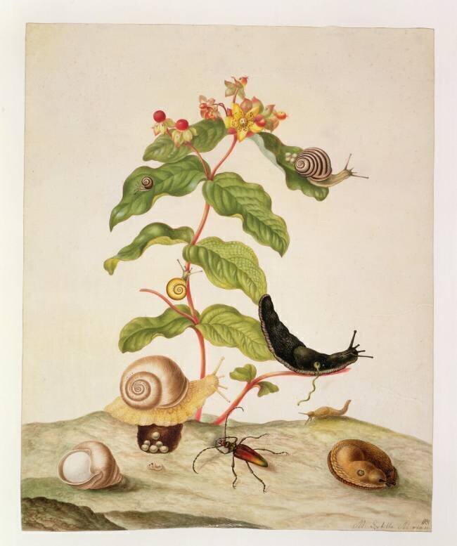 No.1146c Hypericum Baxiforum with snails and a beetle Maria Sibylla Graff Merian