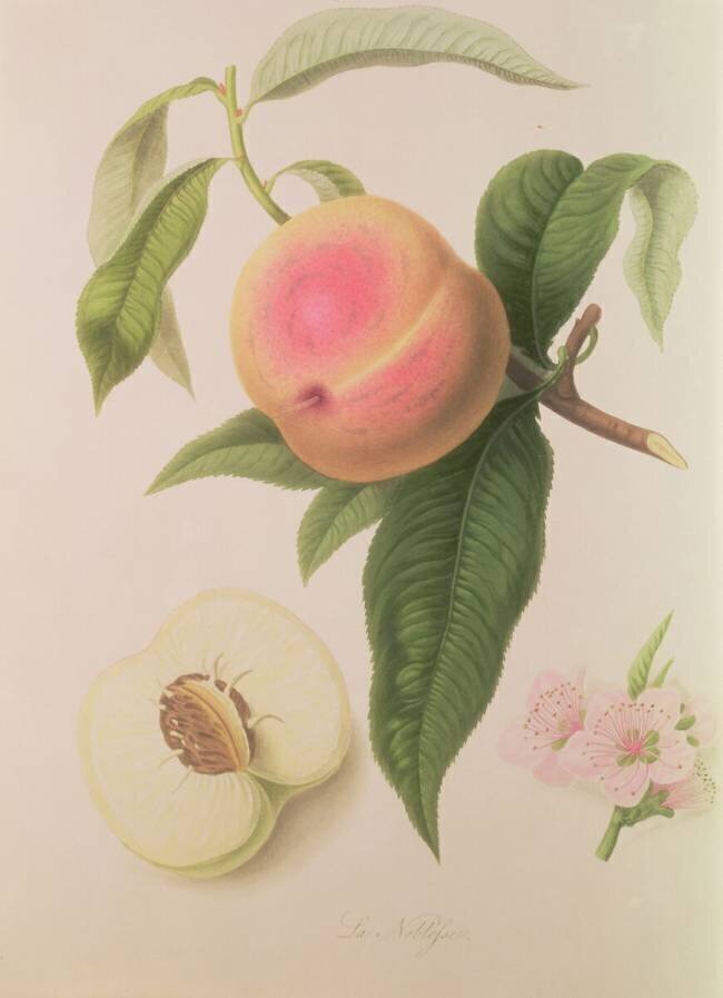 Noblesse Peach William Hooker