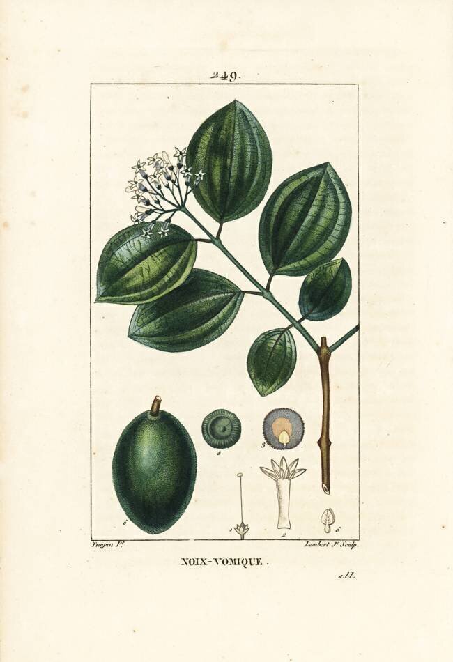 Noix-vomique Pierre Jean Francois Turpin