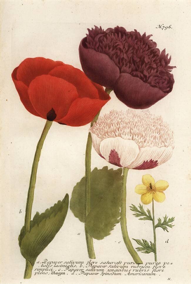 Opium poppy varieties Georg Dionysius Ehret