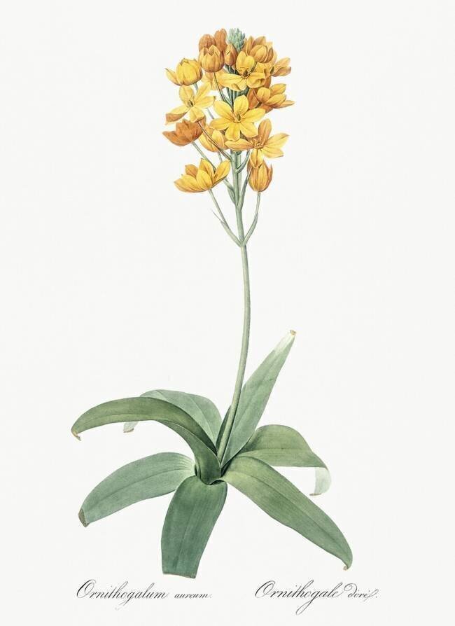 Ornithogalum Aureum Pierre Joseph Redouté