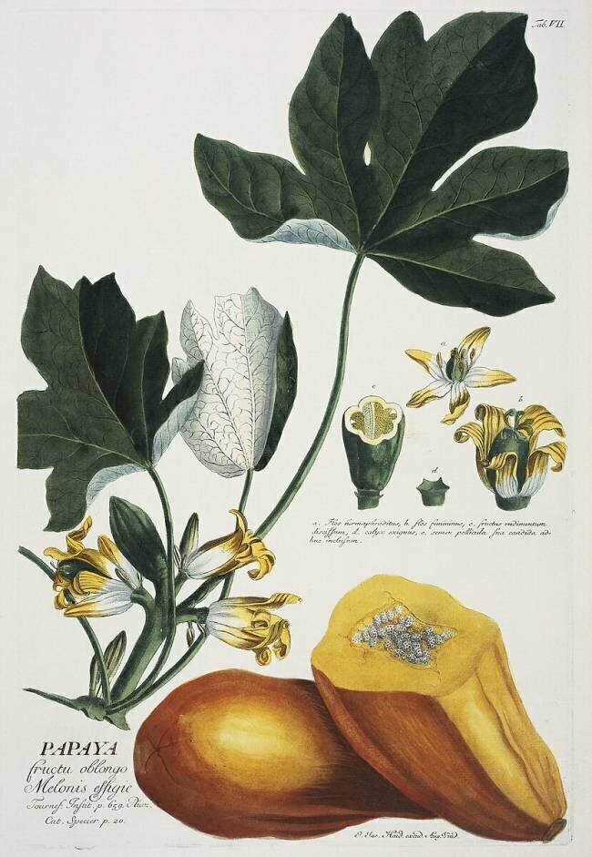 Papaya Georg Dionysius Ehret