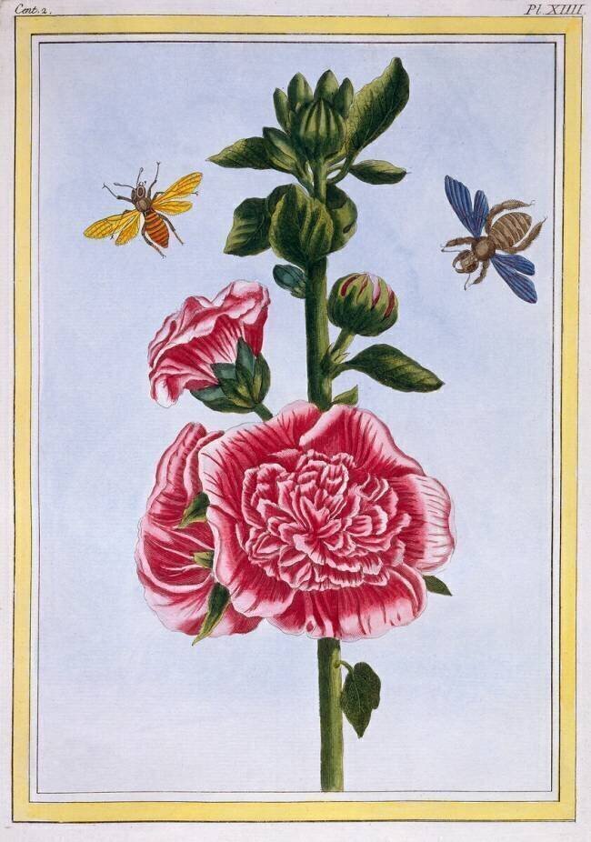 Passerose Pierre-Joseph Buchoz