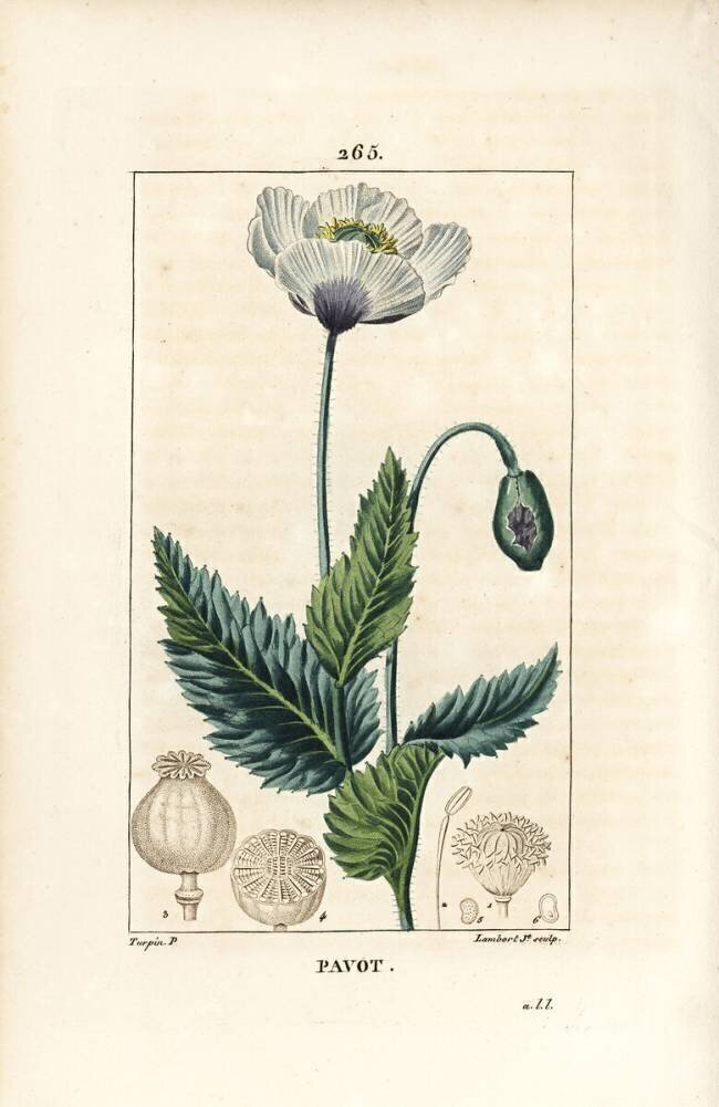 Pavot Pierre Jean Francois Turpin