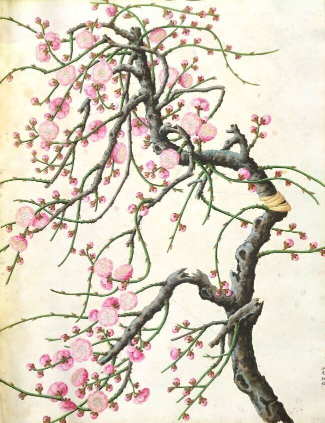 Peach blossom Chinese School