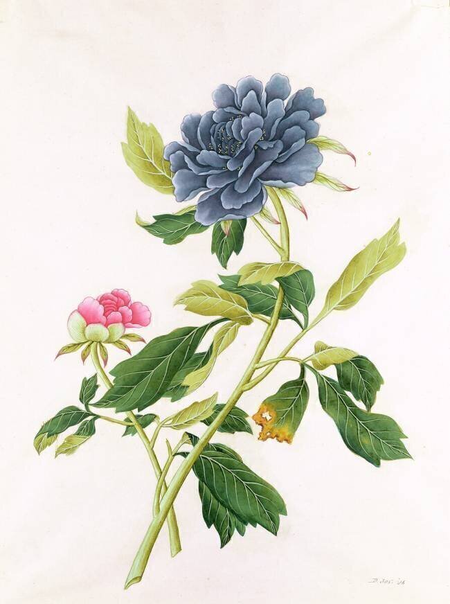 Peony Georg Dionysius Ehret
