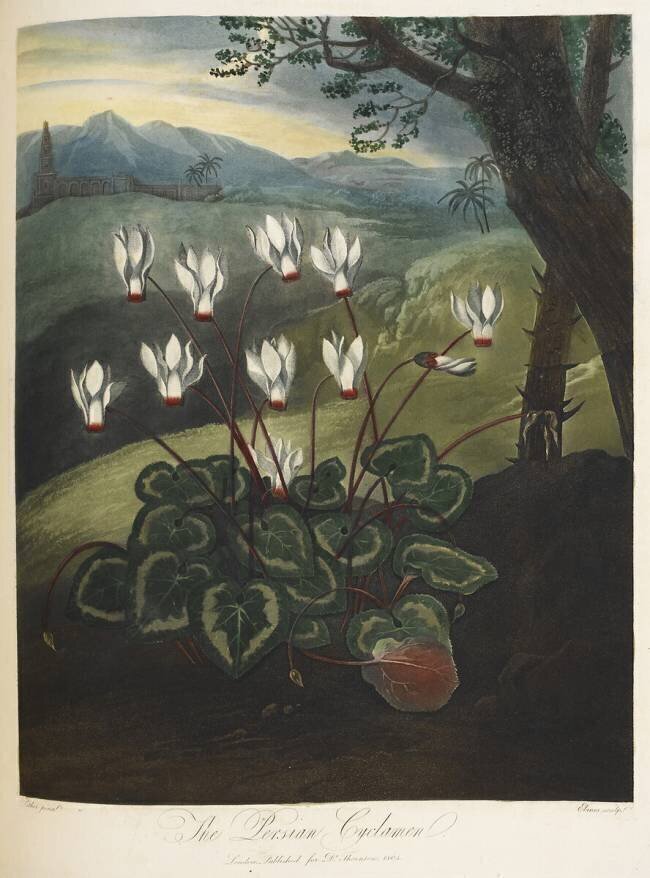 Persian cyclamen Robert John Thornton