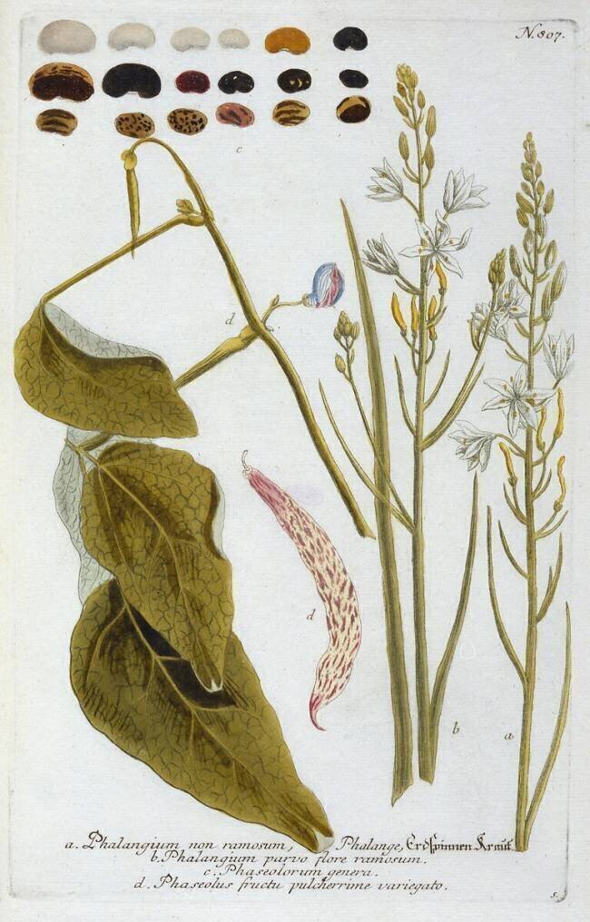 Phalangium from Johann Wilhelm Weinmann's Phytanthoza Iconographia Georg Dionysius Ehret