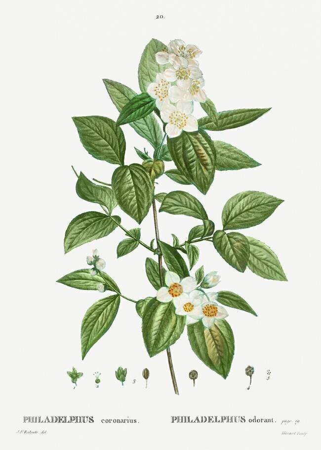 Philadelphus Pierre Joseph Redouté