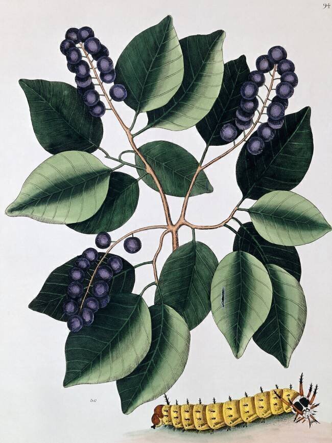 Pigeon Plum and a Great Horned Catterpillar Mark Catesby