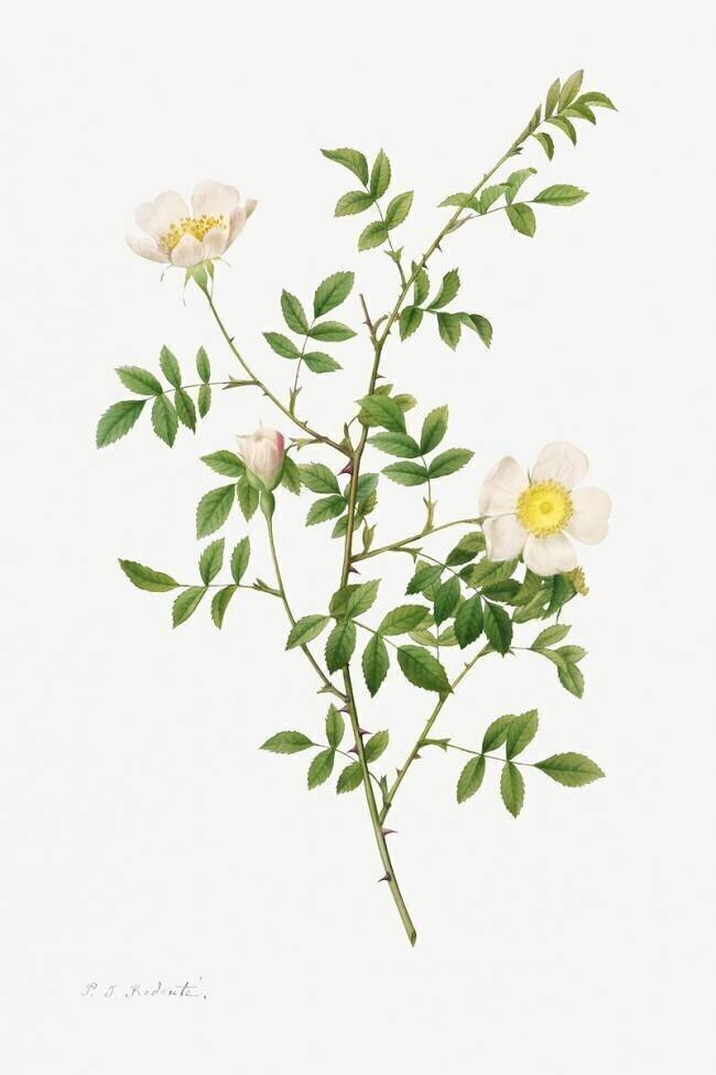 Pink hedge rose Pierre Joseph Redouté