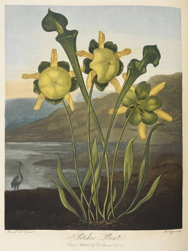 Pitcher plant Robert John Thornton