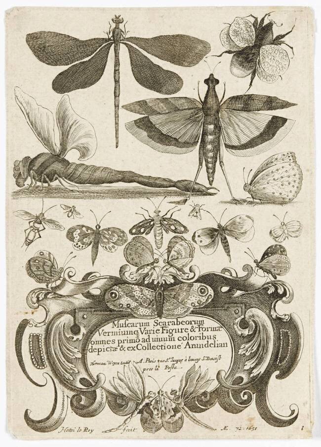 Planche d'insectes Henry Le Roy