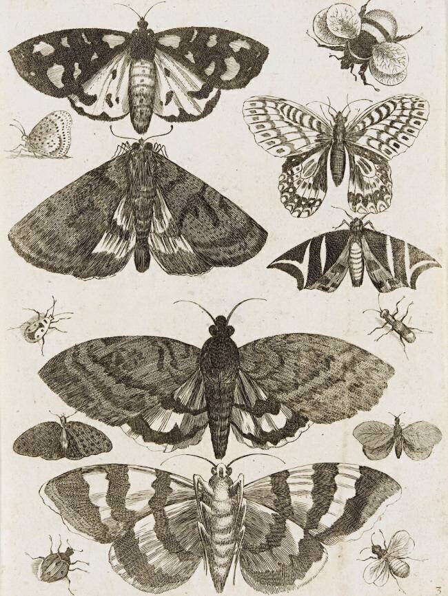 Planche d'insectes anonymous