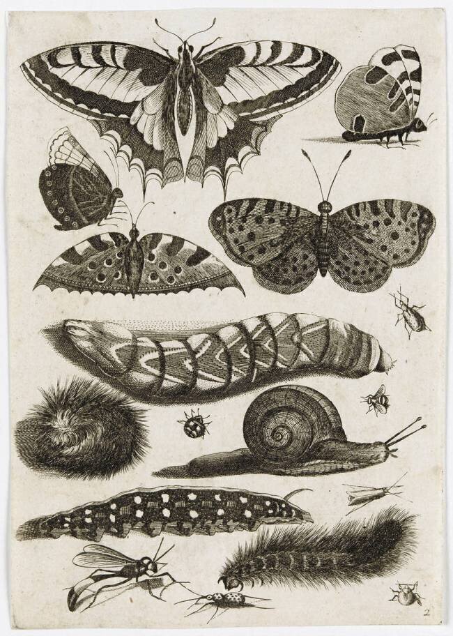 Planche d'insectes : papillons anonymous